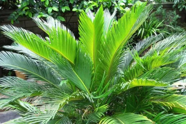 家里的空气污染严重，老师傅这样治理能多活20年