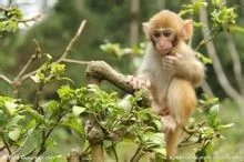 猴子是怎么样一种动物