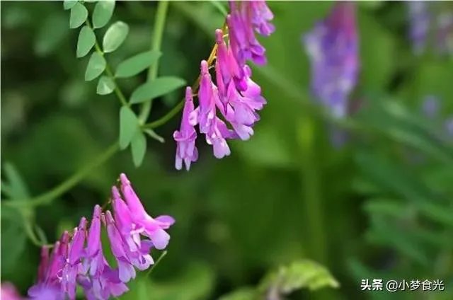 野豌豆到底有没有毒，能不能当菜吃，有吃过的朋友吗？怎么吃比较好？