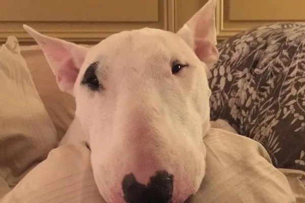 世界十大名犬排行榜 这些狗都很有名价格很高