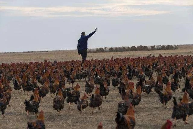 2020年地震雪崩与2019年澳大利亚大火有关系吗？