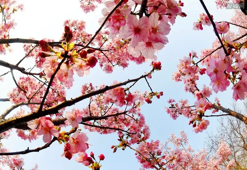 2019上海樱花节门票价格 开幕在即设五大赏樱区