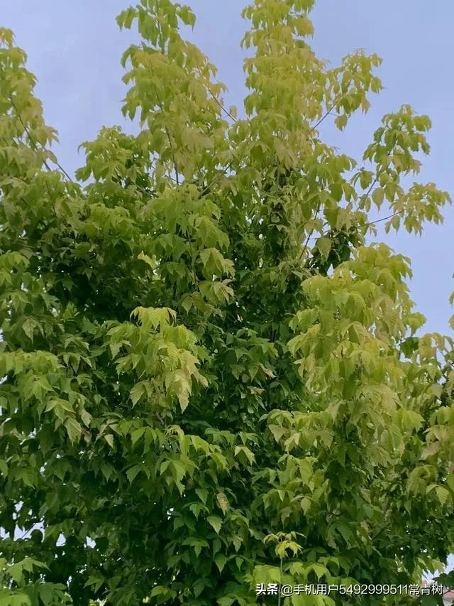 各地纷纷下架三文鱼，现在三文鱼还能吃吗？