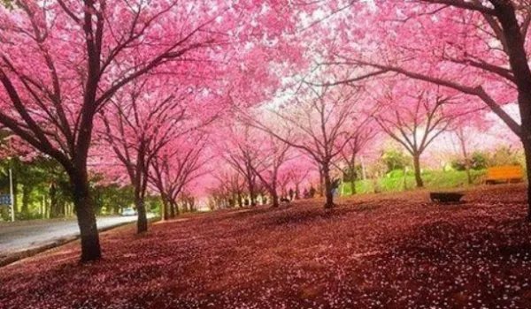 日本东京早樱肆意绽放，为何樱花有种别样的浪漫？