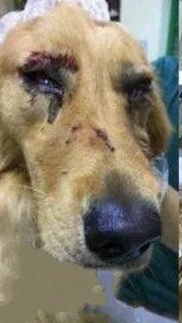 机场回应打狗事件是怎么回事？