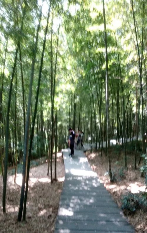 佘山国家森林公园游玩攻略