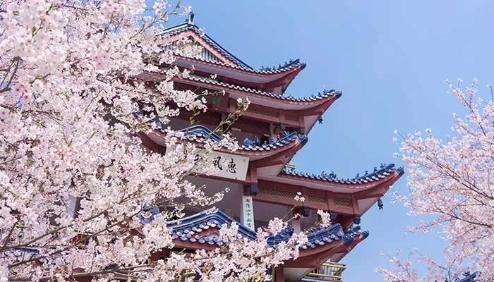 2021无锡国际樱花节是什么时候 无锡樱花节什么时候开始