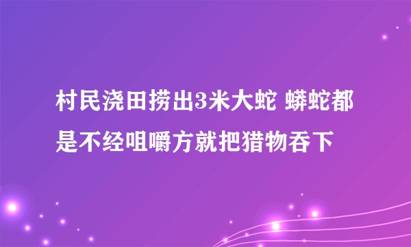 村民浇田捞出3米大蛇 蟒蛇都是不经咀嚼方就把猎物吞下