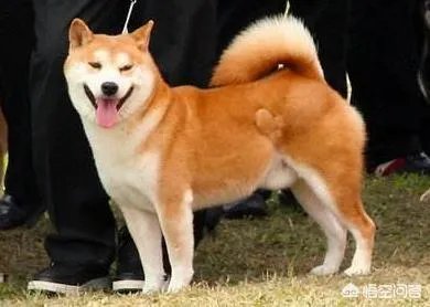 秋田犬价格为什么那么昂贵？