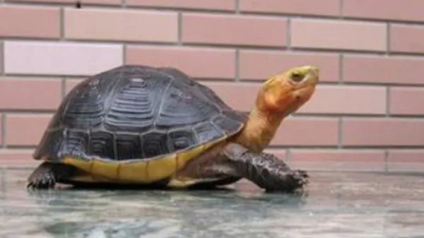 乌龟品种价格哪个最贵？