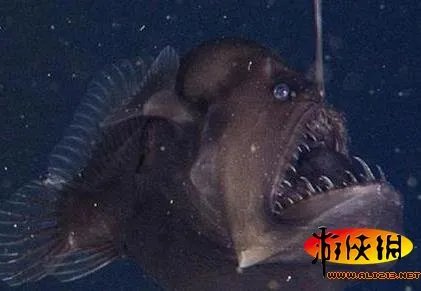 黑角安康鱼长相骇人！盘点绝对惊爆眼球的海洋丑鱼