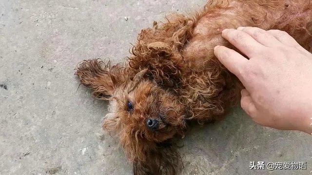 把宠物狗当作土狗养会怎么样?