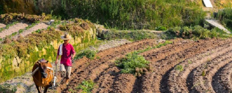 集体土地使用权可以买卖吗