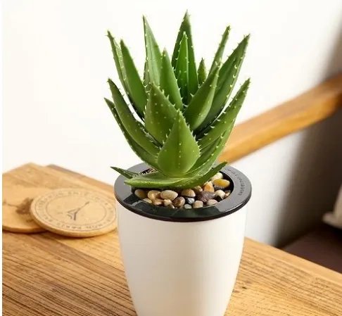 家里的空气污染严重，老师傅这样治理能多活20年