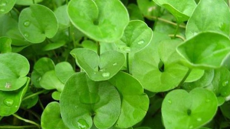 香蒲棒的功效与作用