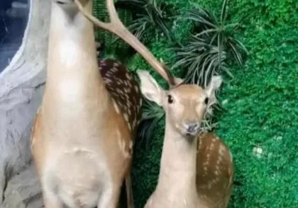 如何看待小学生拔标本鹿角给爷爷补身体?