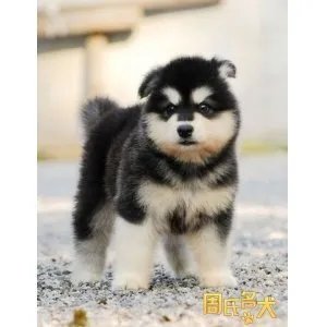 阿拉斯加雪橇犬的性格特点和内心世界