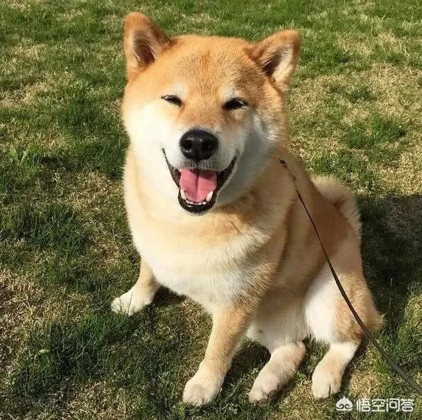 秋田犬价格为什么那么昂贵？