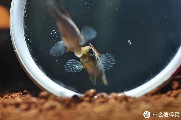 摄影新人经验分享---如何拍摄好那些漂亮的观赏鱼