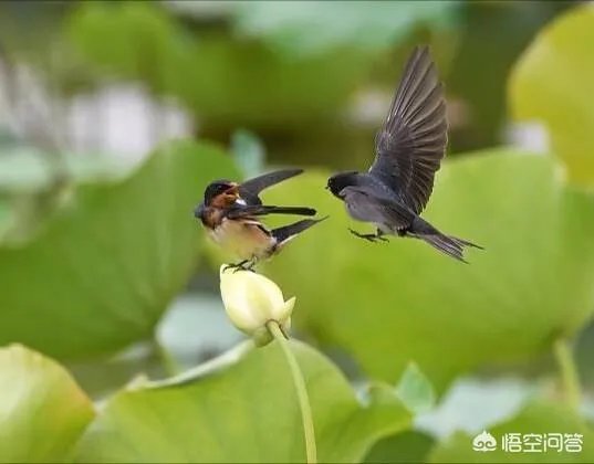 黄鹂知人意，柳外时时送好音。上联如何对？