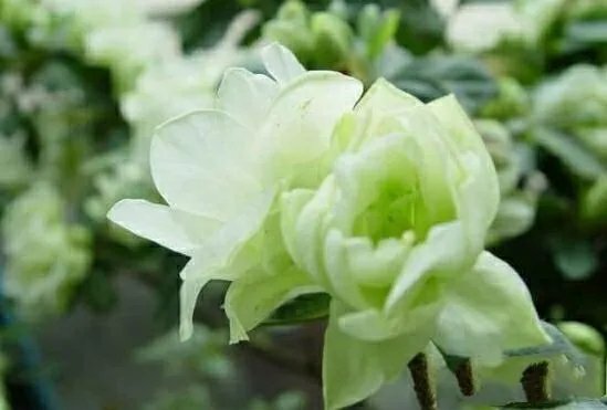 杜鹃是大叶还是小叶