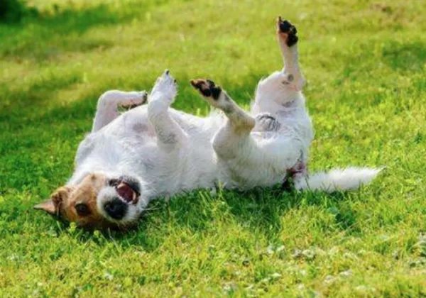 我家的狗狗老是喜欢在地上打滚是怎么回事？