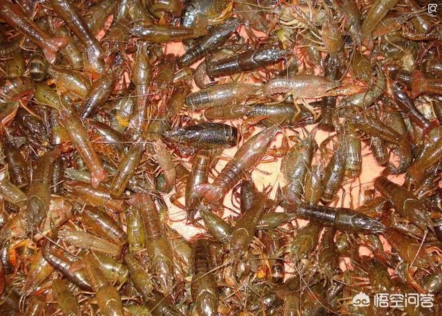 怎么养殖龙虾种苗?