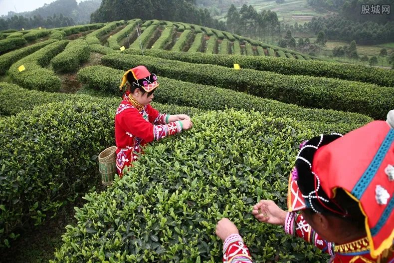 2021年茶叶上市公司有哪些？看完本文你就知道了