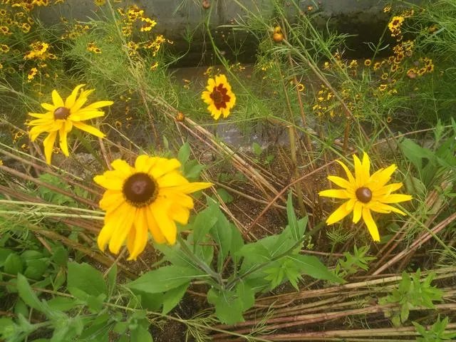 33-31，第3局，中国女排VS荷兰女排，为什么会惊现超高比分？