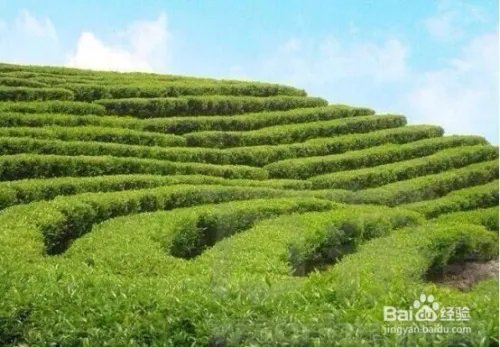 芥蒲冬茶功效与作用