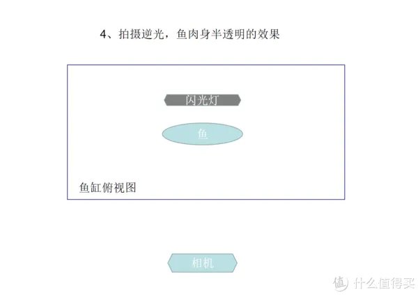 摄影新人经验分享---如何拍摄好那些漂亮的观赏鱼