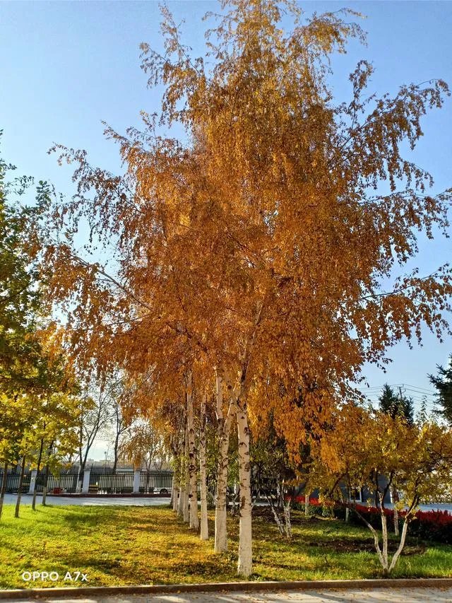 周琦到底应该不应该和新疆签约？