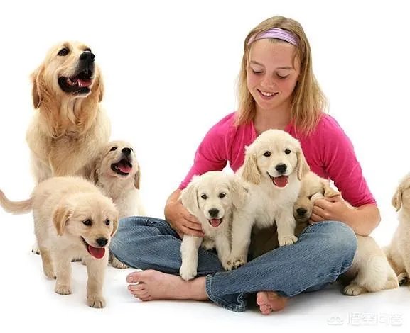 把宠物狗当作土狗养会怎么样?