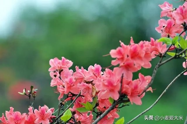 杜鹃是大叶还是小叶