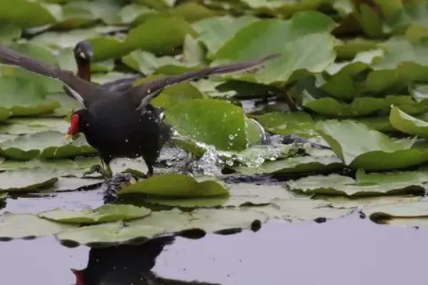 植物妈妈有办法还有哪些植物传播种子的方法?