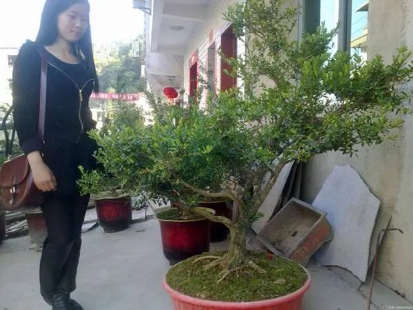 雀舌黄杨的产地源头