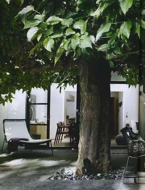 老来有个小院，不胜欢欣！