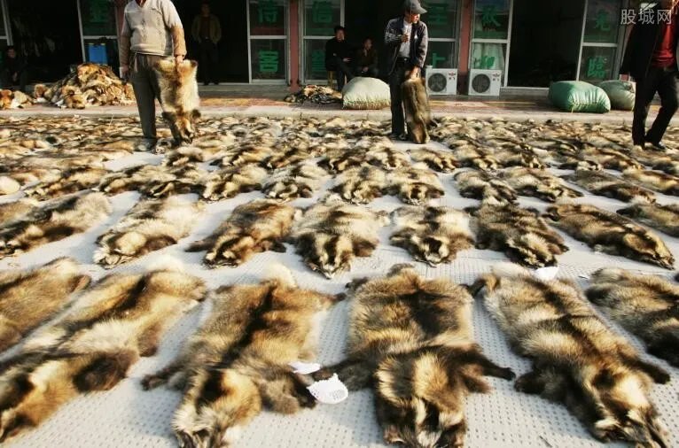 貉子皮最新价格行情 今天貉子皮最新价格