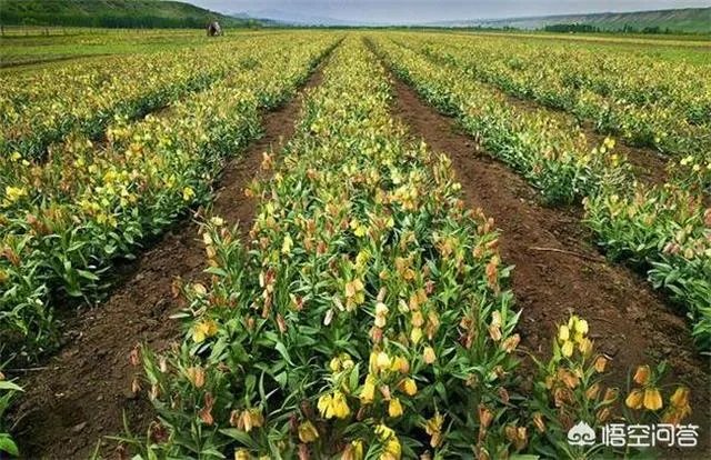 通过什么渠道可以获得农村致富项目信息?