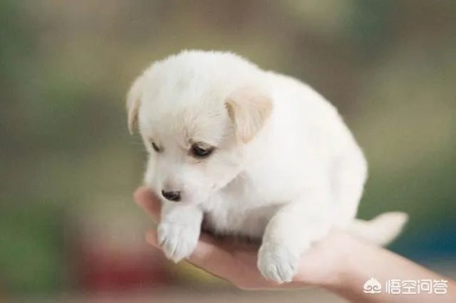 把宠物狗当作土狗养会怎么样?