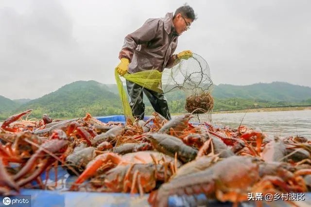 养殖户们连叫亏本,消费者们又大呼吃不起,小龙虾困境如何破解?