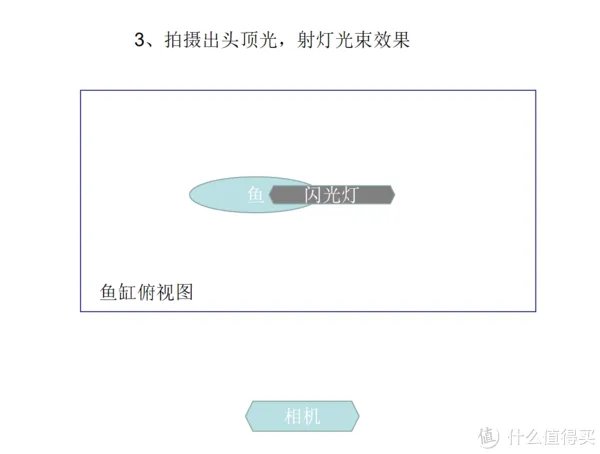 摄影新人经验分享---如何拍摄好那些漂亮的观赏鱼