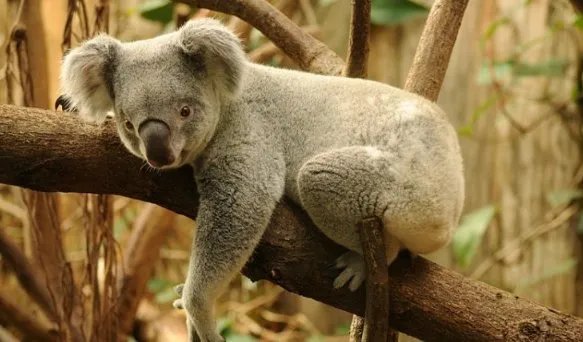 哪种动物拥有和人类一样的指纹