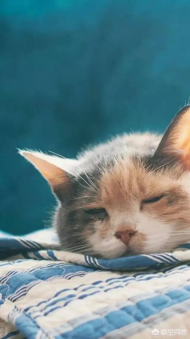 有哪些清新可爱的手机壁纸可以推荐？