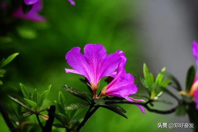 杜鹃是大叶还是小叶