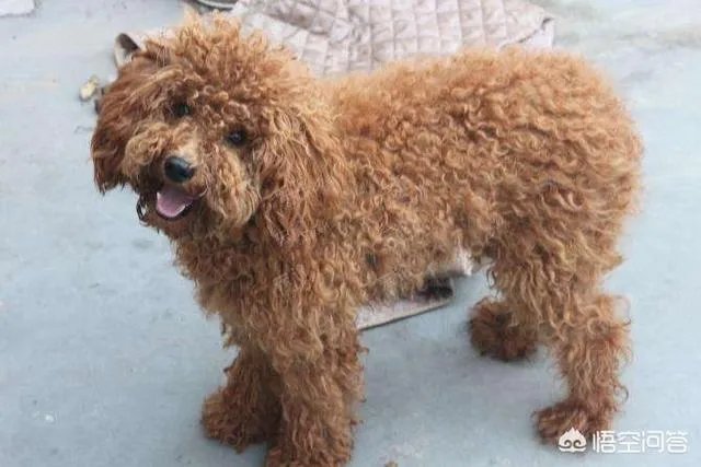 把宠物狗当作土狗养会怎么样？