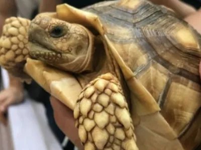 乌龟品种价格哪个最贵？