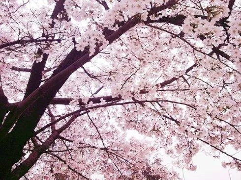 武汉美女众多，武汉大学的校花中你最喜欢哪一个呢？