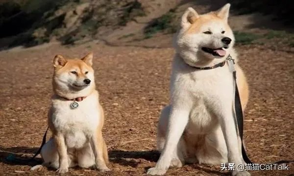 秋田犬价格为什么那么昂贵？