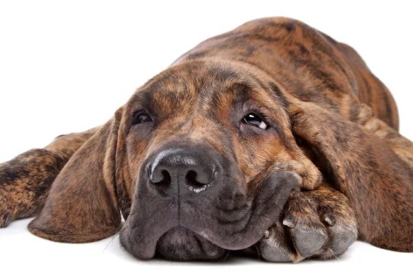 世界十大名犬排行榜 这些狗都很有名价格很高